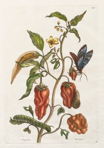 General History of the Insects of Suriname and Europe: Vol I, No. 55 - Indian Pepper by Maria Sibylla Merian