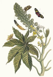 Palma Christi. From the Book Metamorphosis insectorum Surinamensium