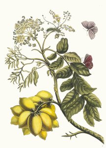American Plum. From the Book Metamorphosis Insectorum Surinamensium