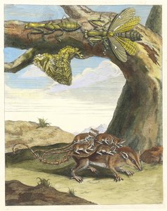 Rat de Forest from the Book Metamorphosis Insectorum Surinamensium