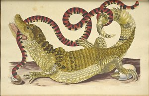Spectacled Caiman and a False Coral Snake, 1705