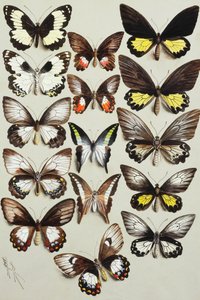 Fifteen Swallowtail Butterflies in Three Columns by Marian Ellis Rowan