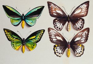 Four Birdwing Butterflies