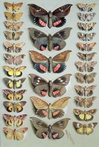 Papuan Moths