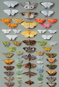 Sixty-three Moths, arranged in three or five irregular columns