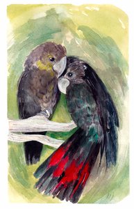 Glossy Black Cockatoos, 2020 by Marianna Kulukundis