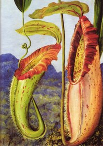 A New Pitcher Plant from the Limestone Mountains of Sarawak, Borneo