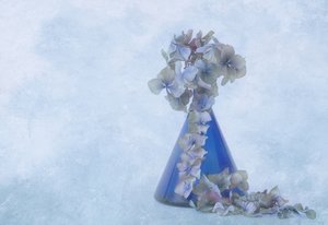 Blue Hydrangea Still Life