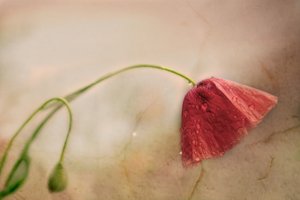 Delicate Poppy Bloom