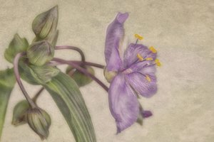 Delicate Purple Bloom