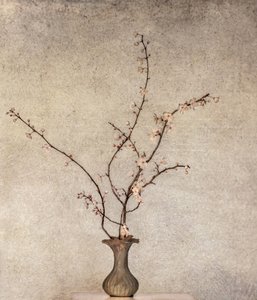 Delicate Spring Blossoms
