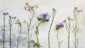 Ethereal Wildflower Stems by Marie-anne Stas