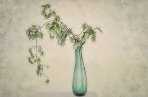 Green Hops Still Life