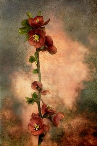Rustic Flowering Branch