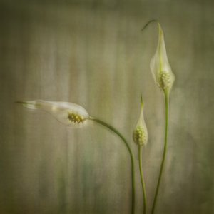 Serene Lily Blooms by Marie-anne Stas