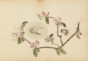 The Madame B Album by Marie Blanche Hennelle Fournier