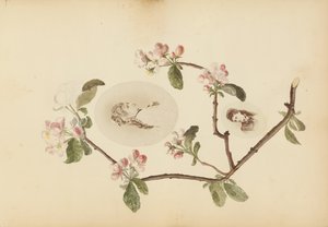 The Madame B Album by Marie Blanche Hennelle Fournier