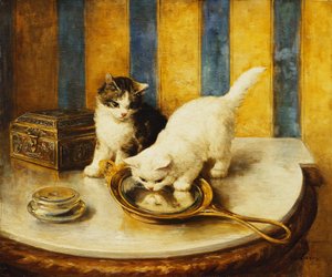 Feline Reflections by Marie Yvonne Laur