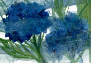 Blue Hydrangeas