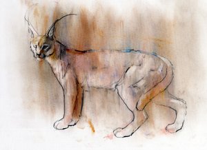 Arabian Caracal by Mark Adlington