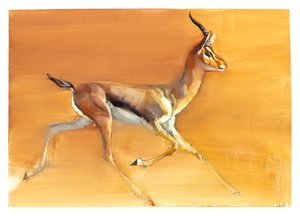 Arabian Gazelle