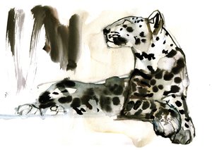Arabian Leopard, 2008