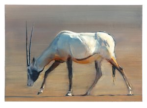 Arabian Oryx