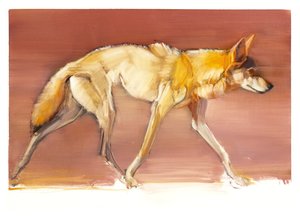 Arabian Wolf, 2010