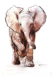 Baby Elephant, Loisaba by Mark Adlington