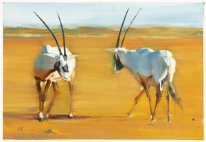 Circling Arabian Oryx, 2010
