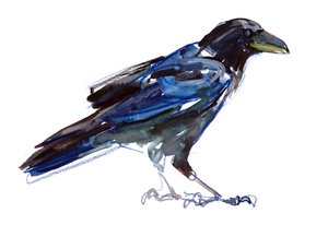 Crow, 2022