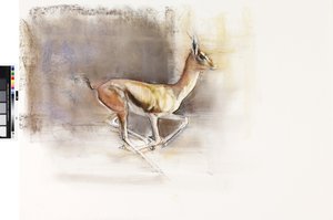 Desert Wind (Arabian Gazelle), 2010