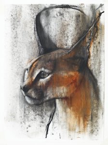 Egyptian (Arabian Caracal), 2009 by Mark Adlington