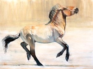 Equus (Przewalski)