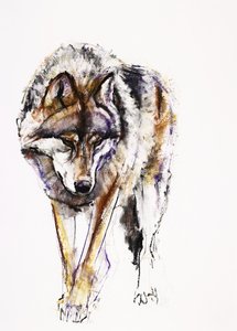 European Wolf