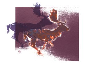 Fallow Bucks (orangelilac), 2015