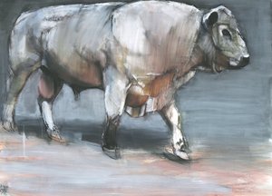 Fresno, Galloway Bull