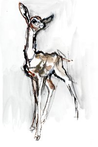 Gerenuk Fawn, Sarara