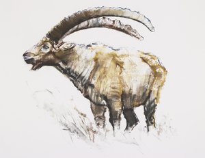 Ibex, Noasca