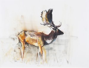 Magnificent Fallow Buck, 2006