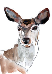 Red Deer