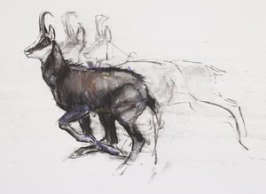 Running Chamois