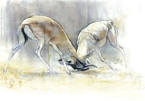 Sand Gazelles, 2009