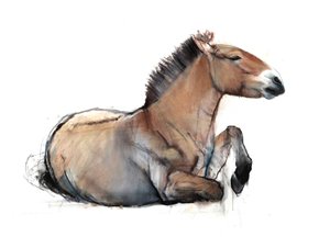 Seated Przewalski, 2011