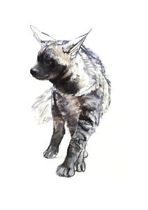 Striped Hyaena Pup, 2010