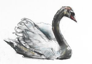 Swan by Mark Adlington