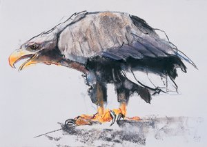 White Tailed Sea Eagle by Mark Adlington