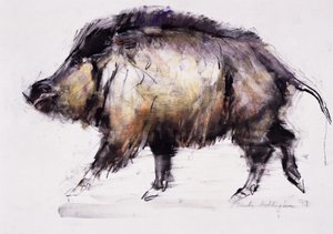 Wild Boar by Mark Adlington