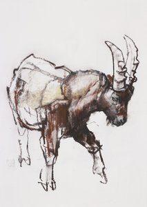 Young Ibex, Gran Paradiso, 2005