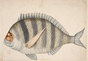 A fish by Mark Catesby